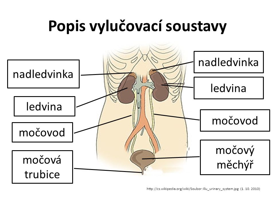 Vylu Ovac Soustava Lov Ka Ppt St Hnout